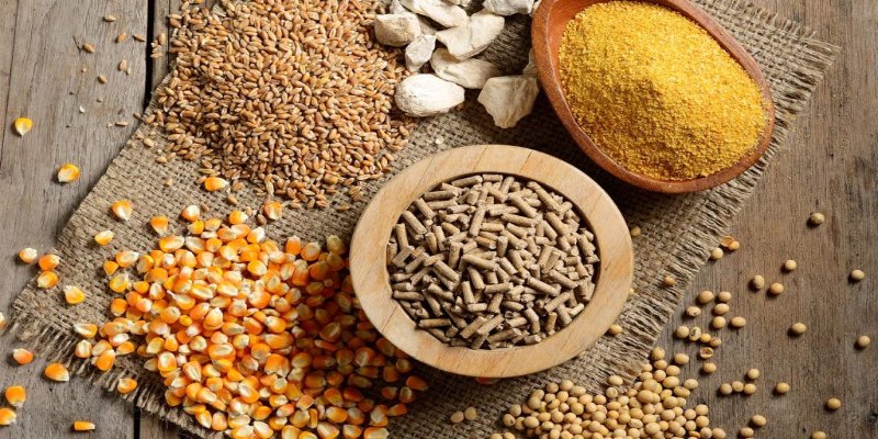 Vảy Gà Khai Vương Là Gì? Đặc Điểm Nhận Diện Dễ Nhất Cho Sư Kê 3 Về dinh dưỡng