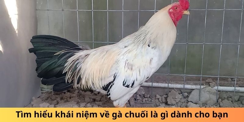 Gà Chuối Là Gì? Sự Thật Thú Vị Về Loài Gà Độc Đáo 1 Tìm hiểu khái niệm về gà chuối là gì dành cho bạn